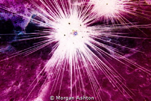 Origin. Actually, just an urchin. by Morgan Ashton 